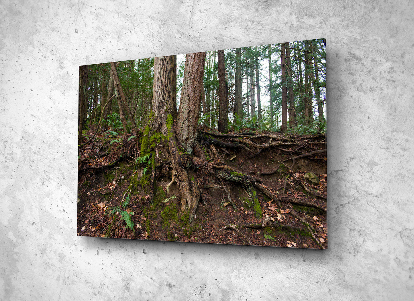 Tree Roots Northwest photograph metal print on a textured