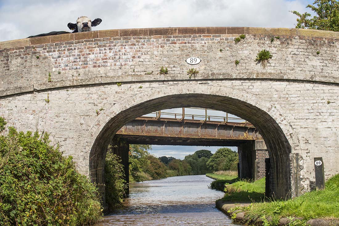 Cow Bridge 89 photograph by Laura Rojo - LaRue