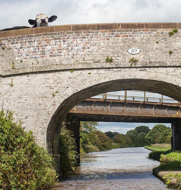 Cow Bridge 89 photograph by Laura Rojo