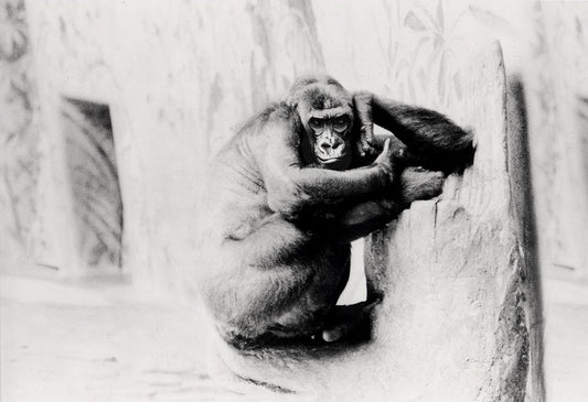 Smiling Gorilla photograph by Doug LaRue