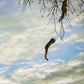 Squirrel Leap photograph by Doug LaRue cropped image