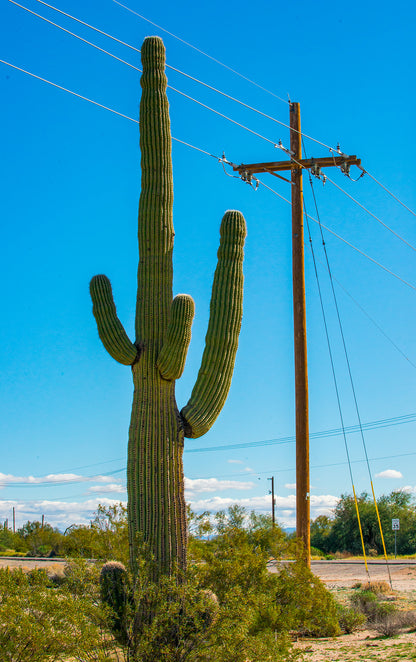 Telephone Pole Cactus photograph by Doug LaRue