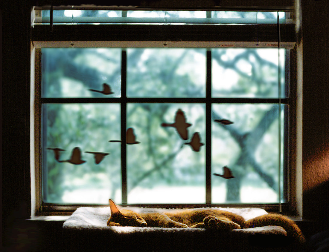 Chasing a Dream photograph by Doug LaRue