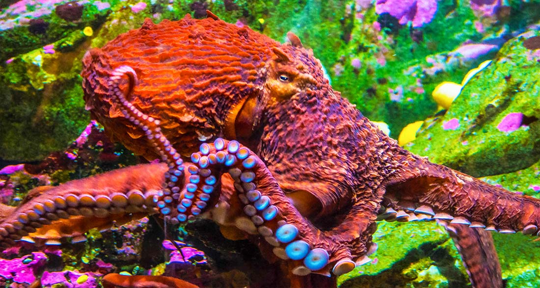 Octopus photograph by Laura Rojo