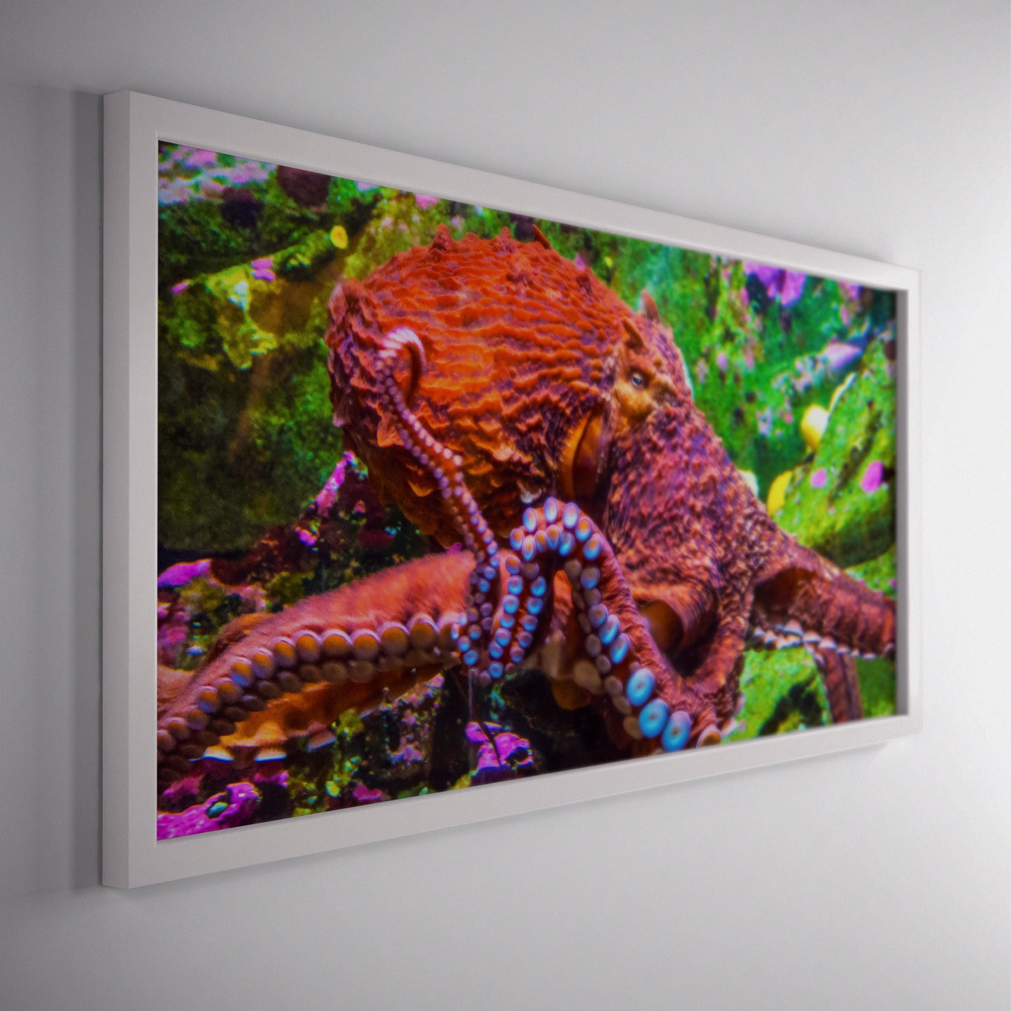 Octopus photograph by Laura Rojo in a white wood frame