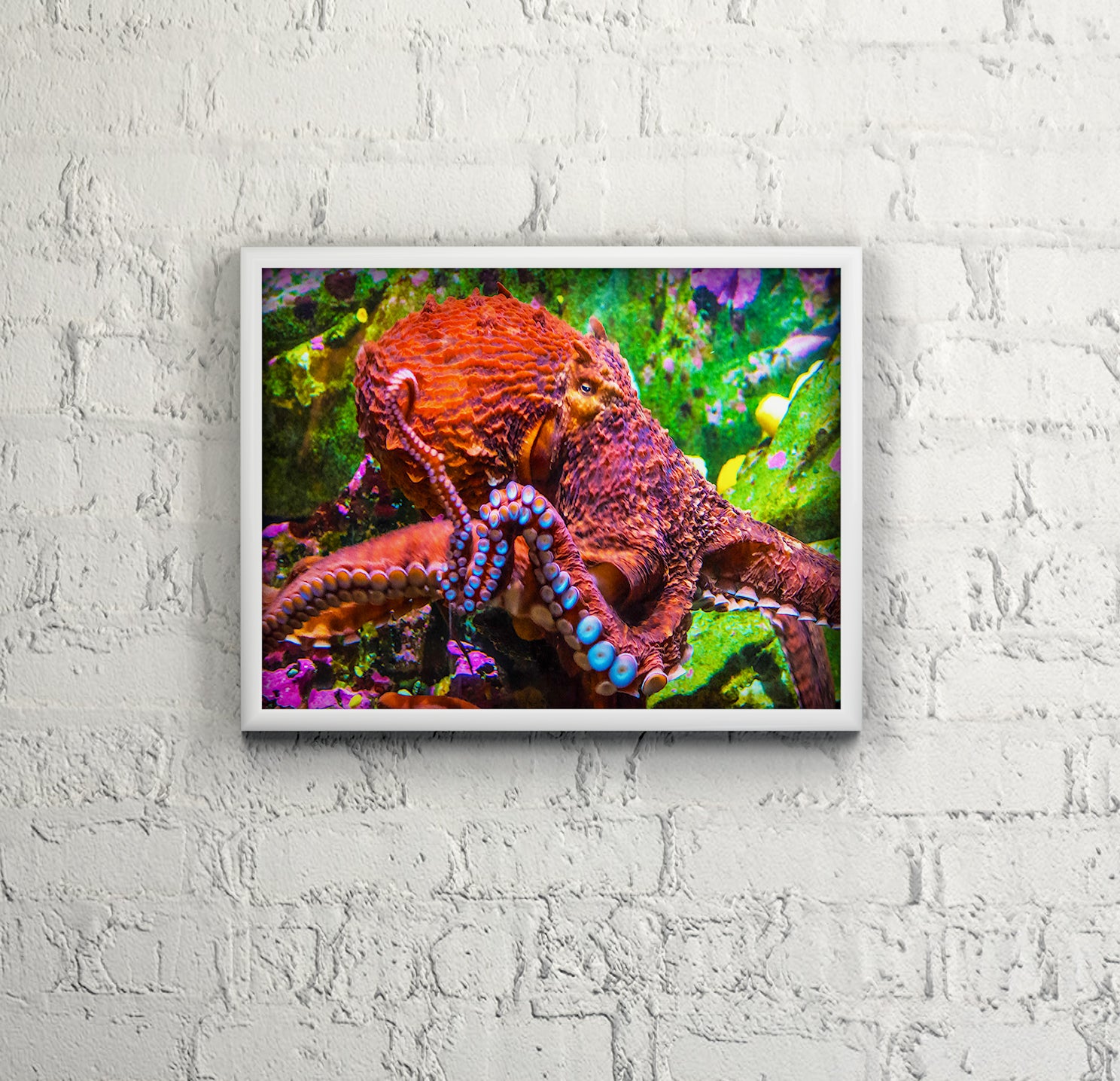 Octopus photograph by Laura Rojo in a white wood frame