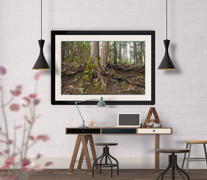 Tree Roots Northwest photograph framed in black wood with a white mat on a white brick wall over a computer desk