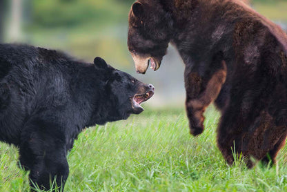Arkansas Bear Fight by Doug LaRue