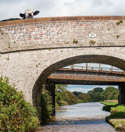 Cow Bridge 89 photograph be Rojo - LaRue cropped image