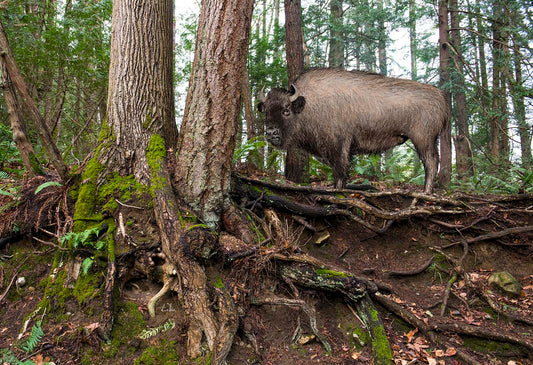 Buffalo Forest art by Doug LaRue