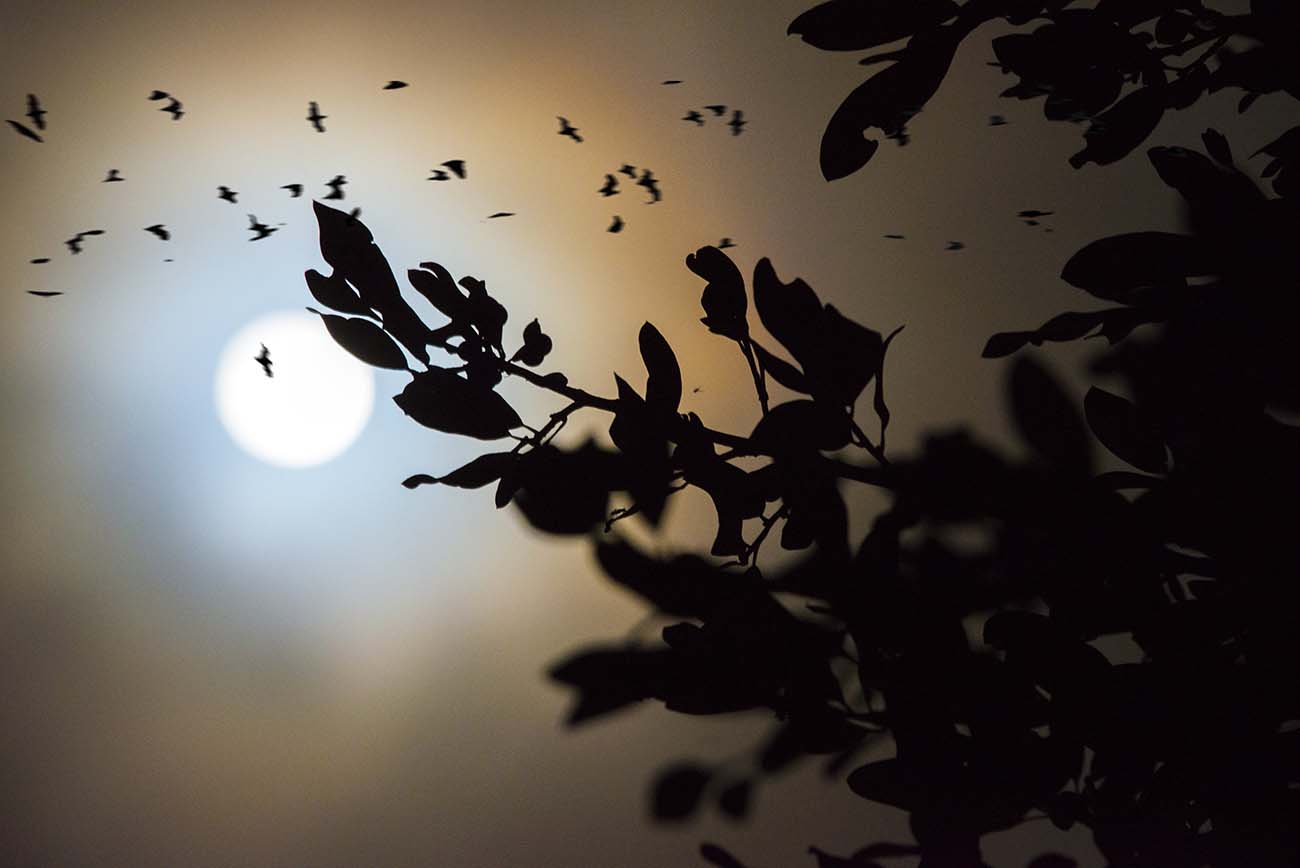 Moon Bats photograph by Doug LaRue