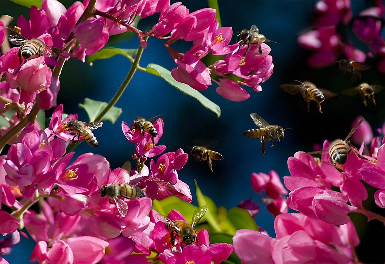Pink Flower Bees photograph by Doug LaRue