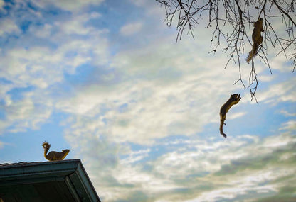 Squirrel Leap photograph by Doug LaRue