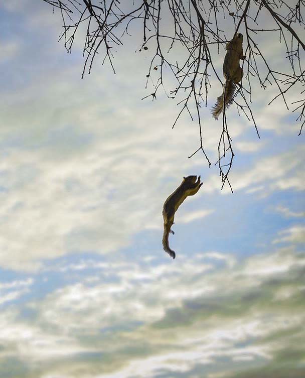 Squirrel Leap photograph by Doug LaRue cropped image