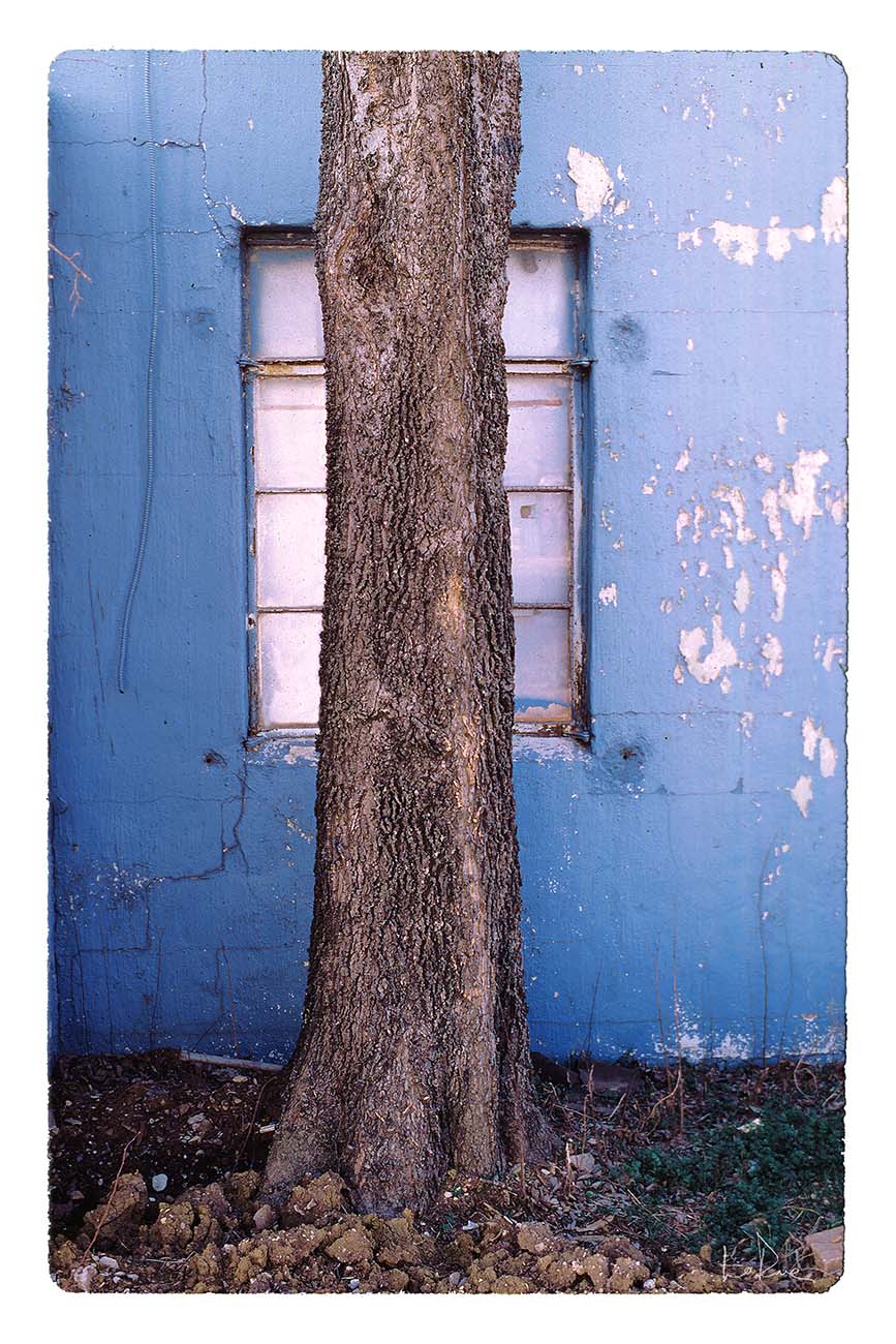 Tree View art photography by Doug LaRue